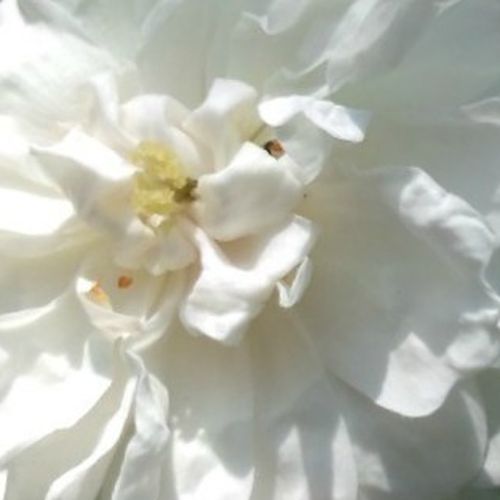 Růže eshop - Bílá - Floribunda - diskrétní - Rosa  Ausram - David Austin - Během kvetení malé plné květy zakryjí celý keř.